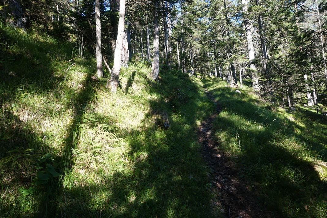 Der Alpsteig Biberwier, ein schmaler Steig im Bergwald