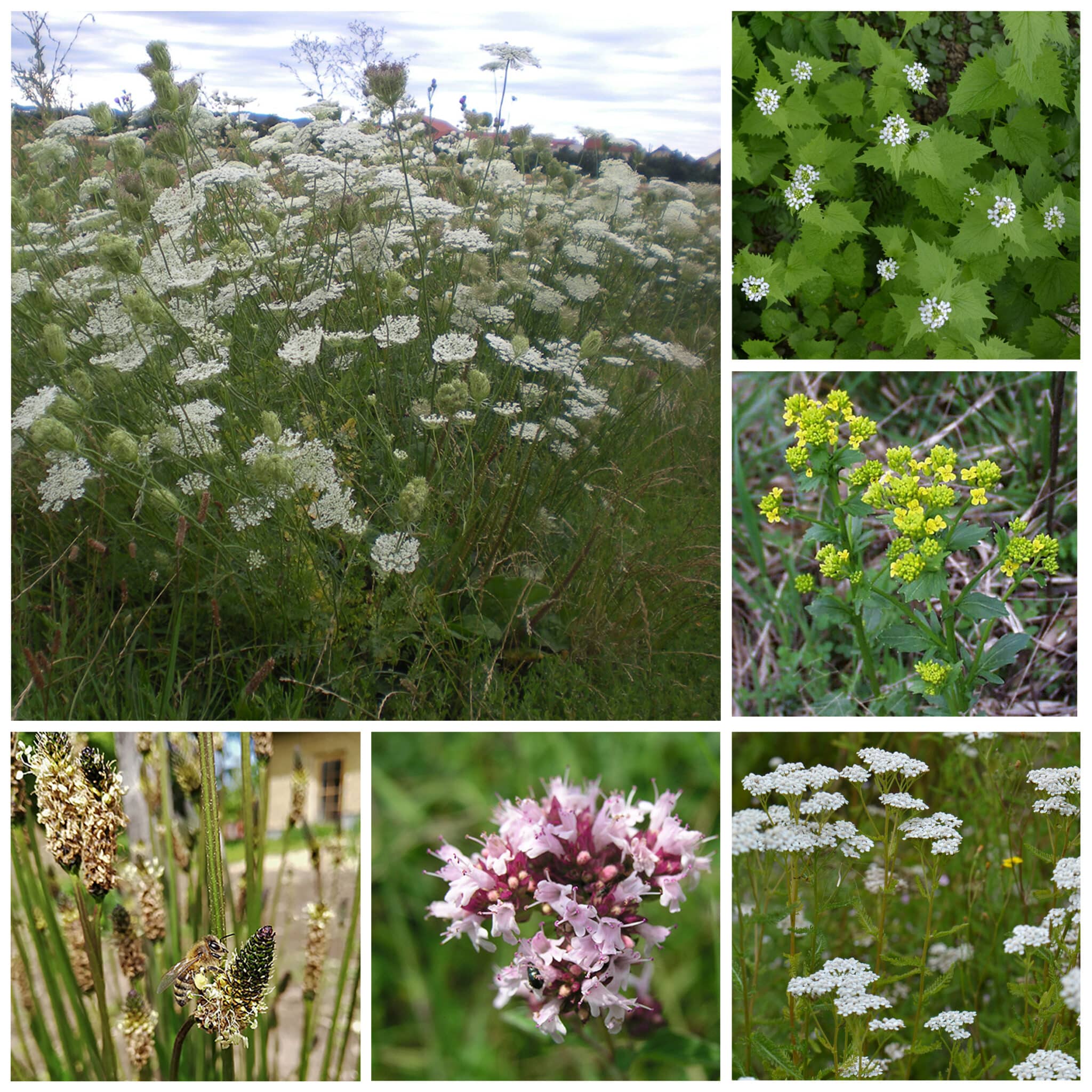 Einzelsaatgut-Set BLUMEN für die WILDE KÜCHE