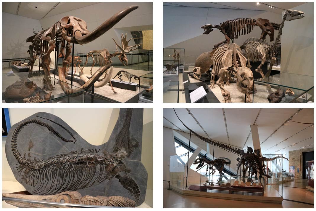 Bilder der Dinosaurier-Ausstellung im Royal Ontario Museum in Toronto