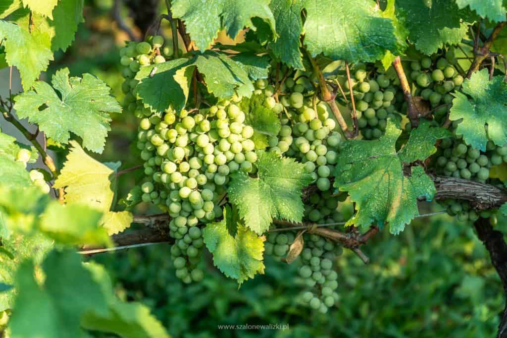 kachetia i najpiękniejsze monastyry