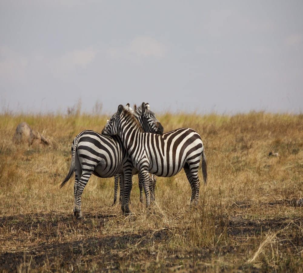 Luxury african safari tours serengeti