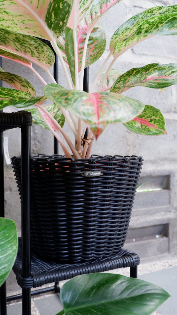 Pilihan pot rotan sintetik untuk koleksi aglonema 2 DSCF0012