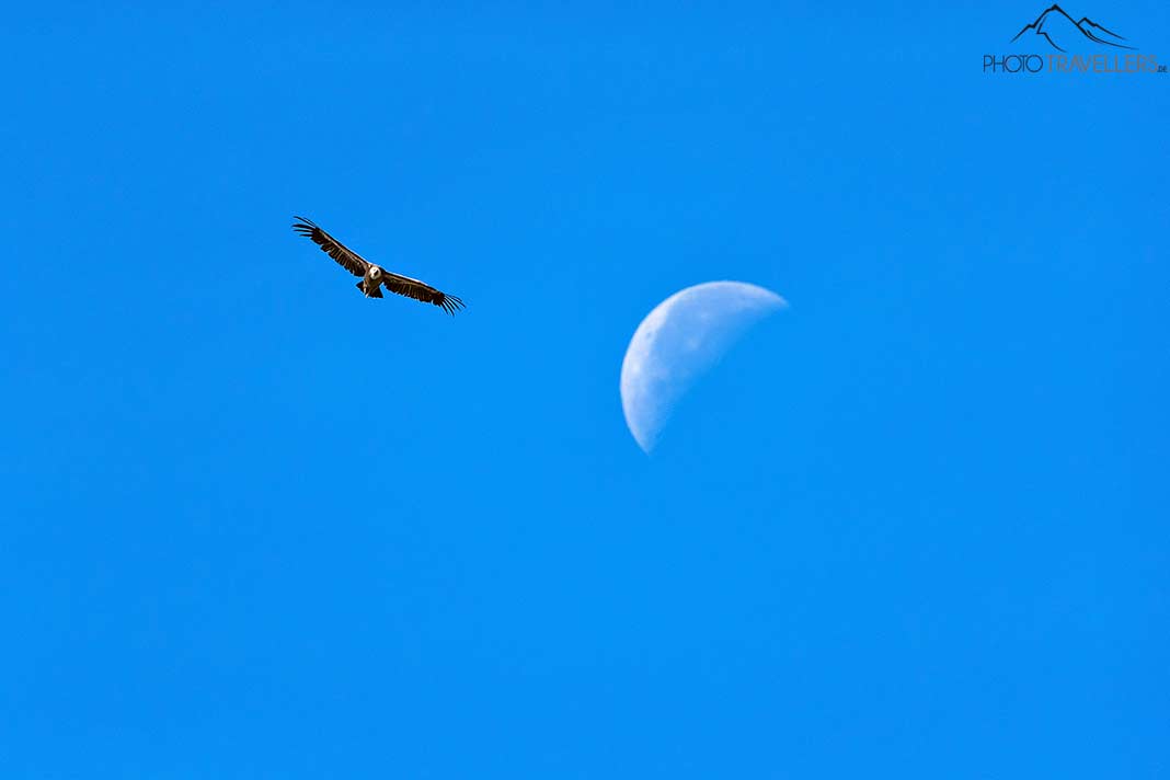 Ein Gänsegeier im Flug, dahinter der Mond