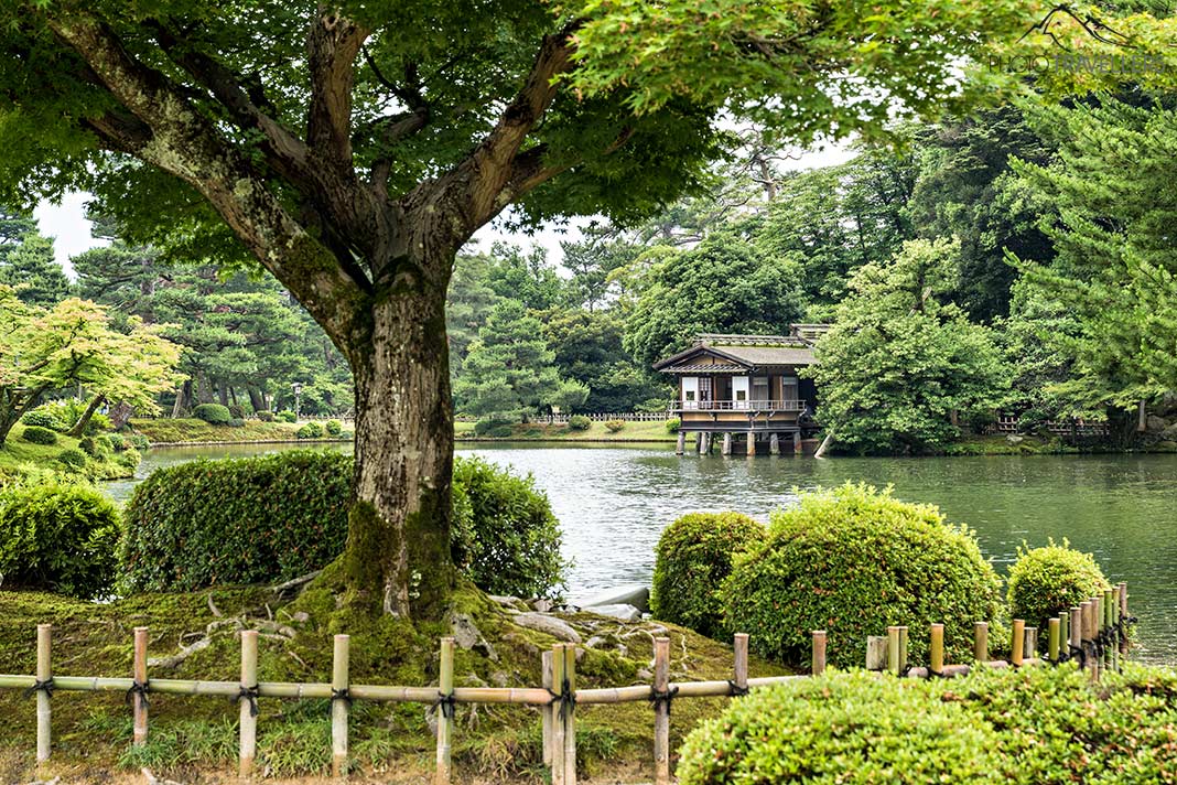 Ein Baum vor einem Teich mit Pagode im Landschaftspark Kenrokuen in Kanazawa in Japan