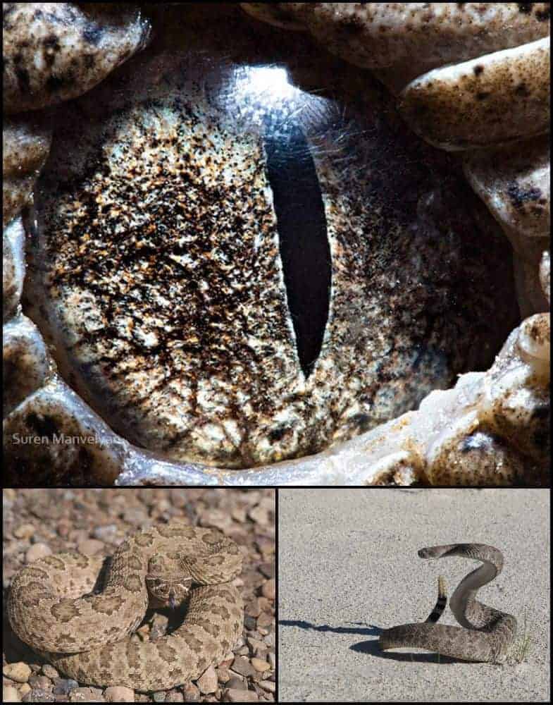 ochi de vipera gokid