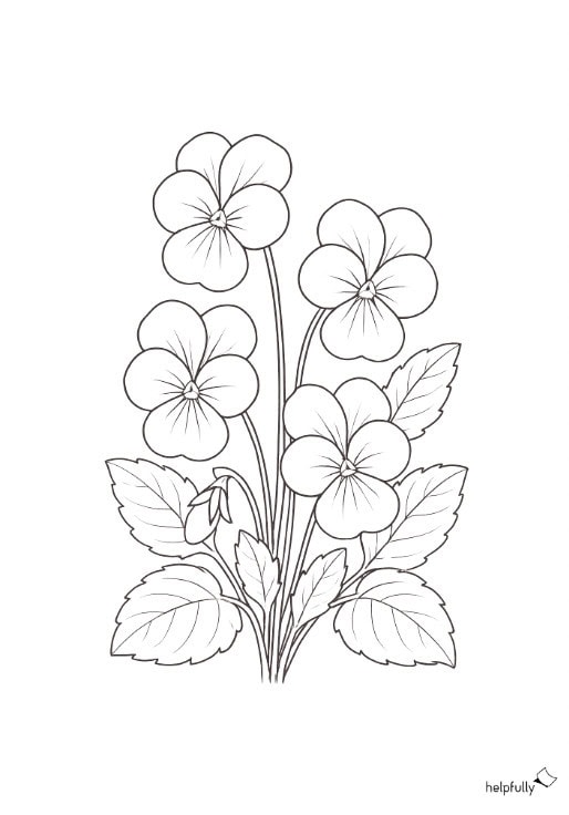 Schönes Veilchen Ausmalbild zum Ausdrucken