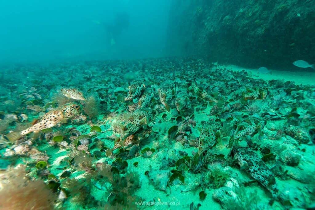 nurkowanie na cabo verde