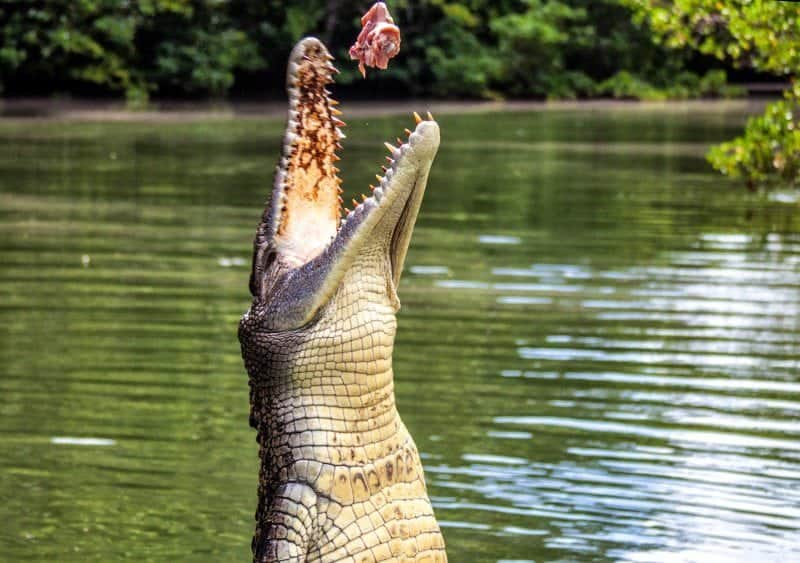 krokodyl w jednej z rzek Palau