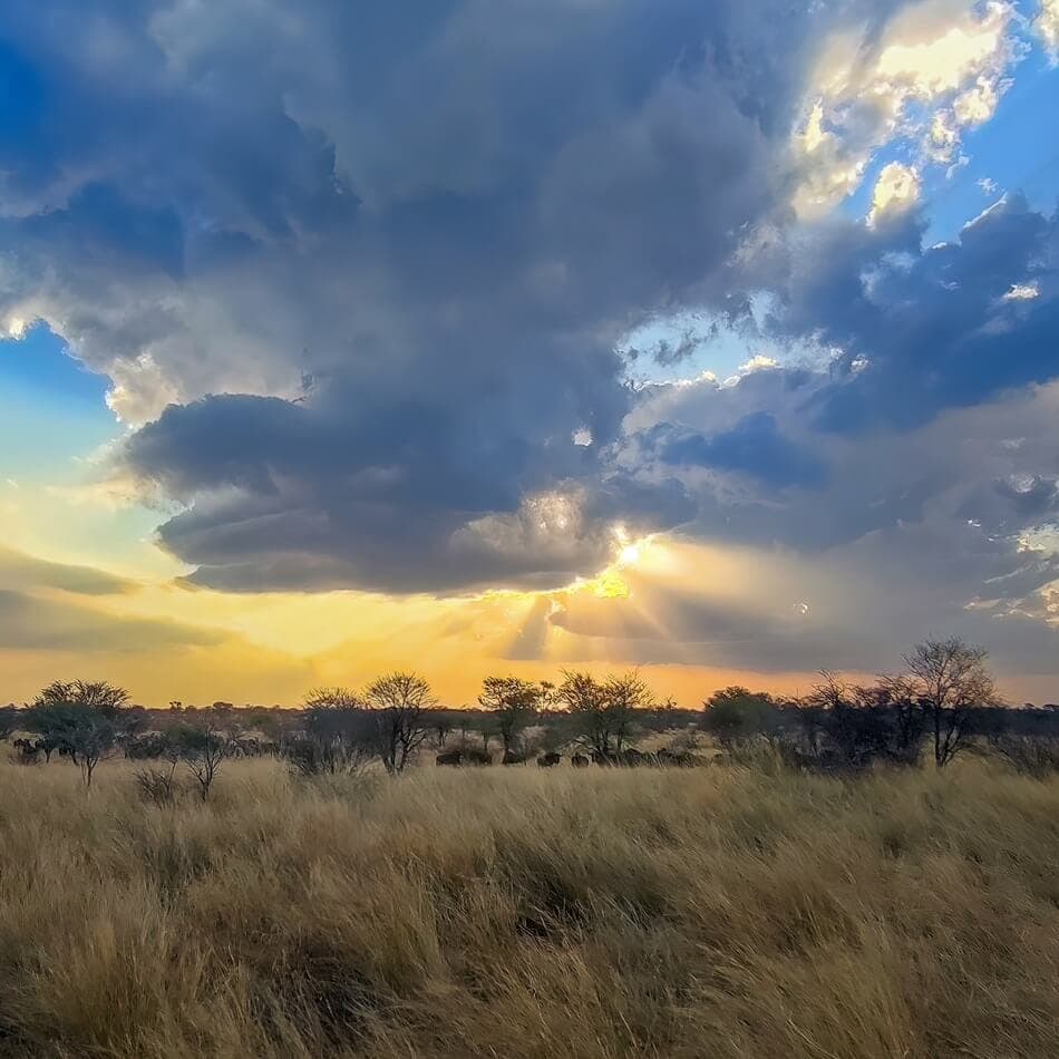 Wildebeest herd at sunset in the Kalahari Desert