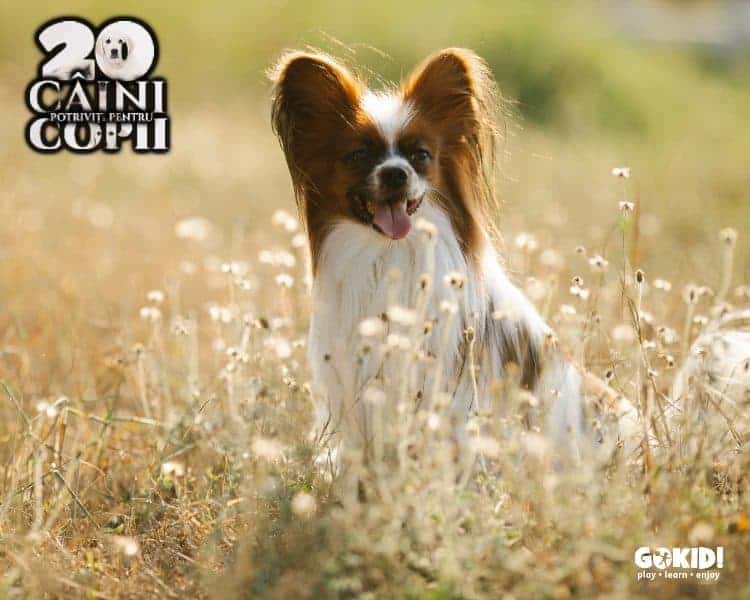 Papillon caini pentru familii cu copii