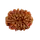 14 Mukhi Rudraksha