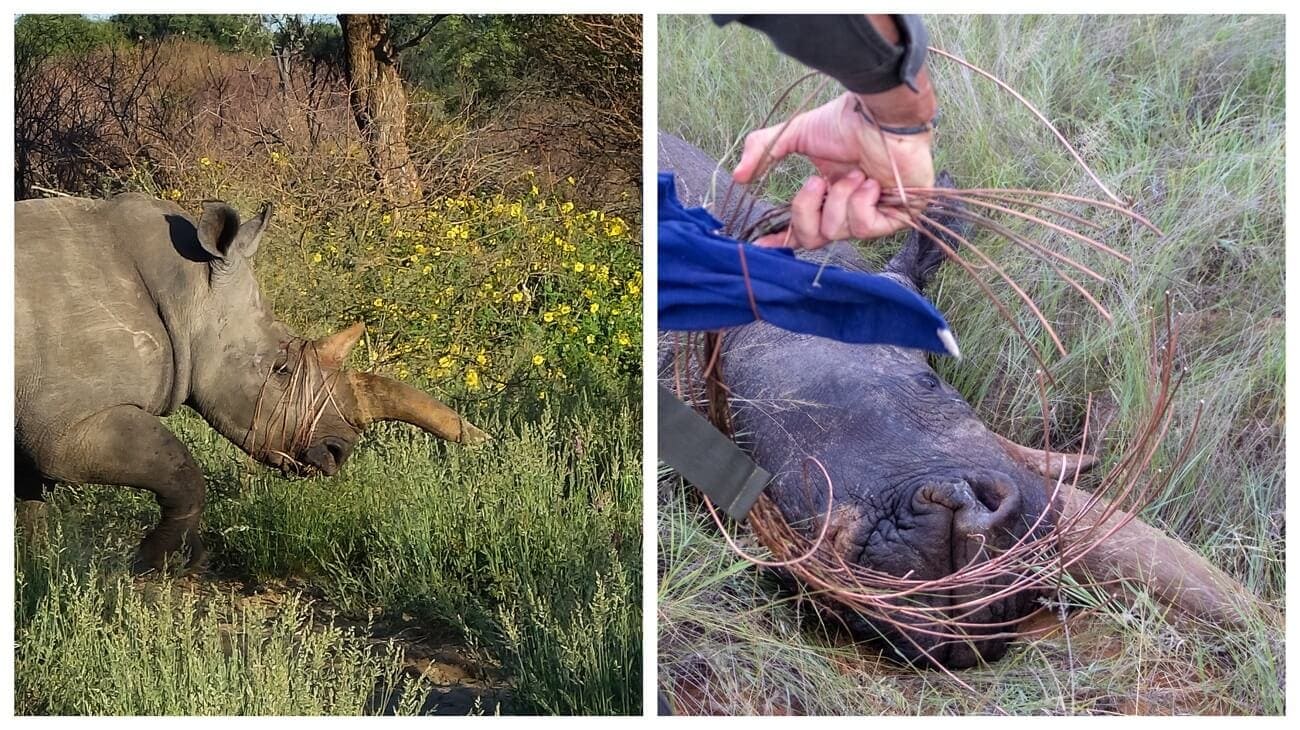 Kalahari Conservation Safari