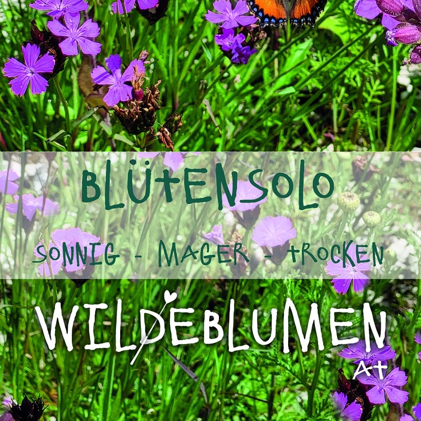 Saatgutmischung "BLÜTENSOLO sonnig-mager"