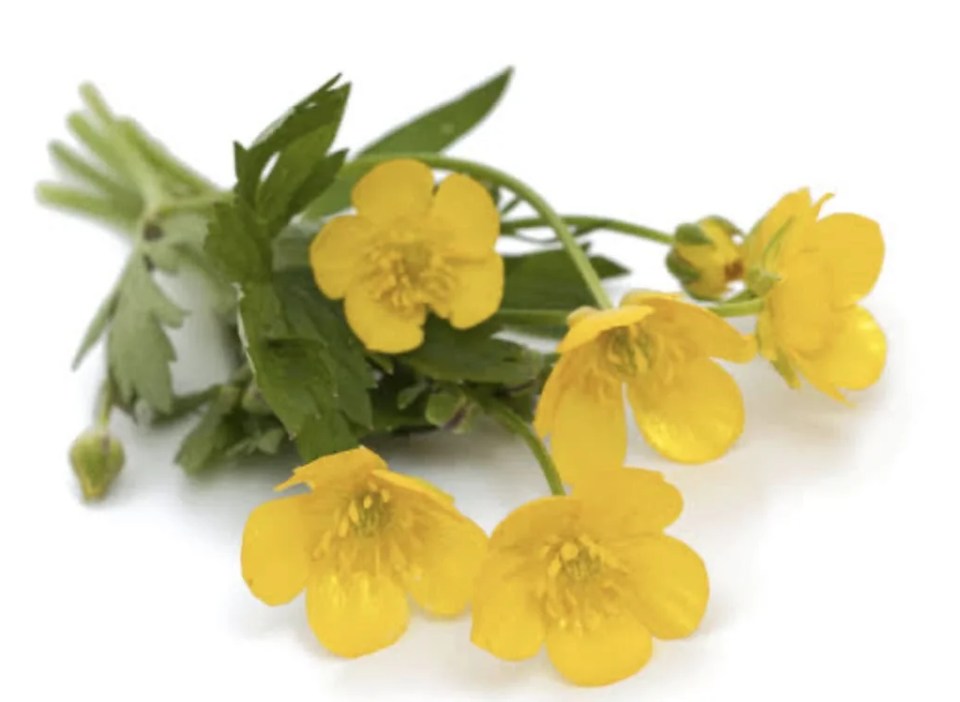 Welcome to Virgo Season 13 Kjahli