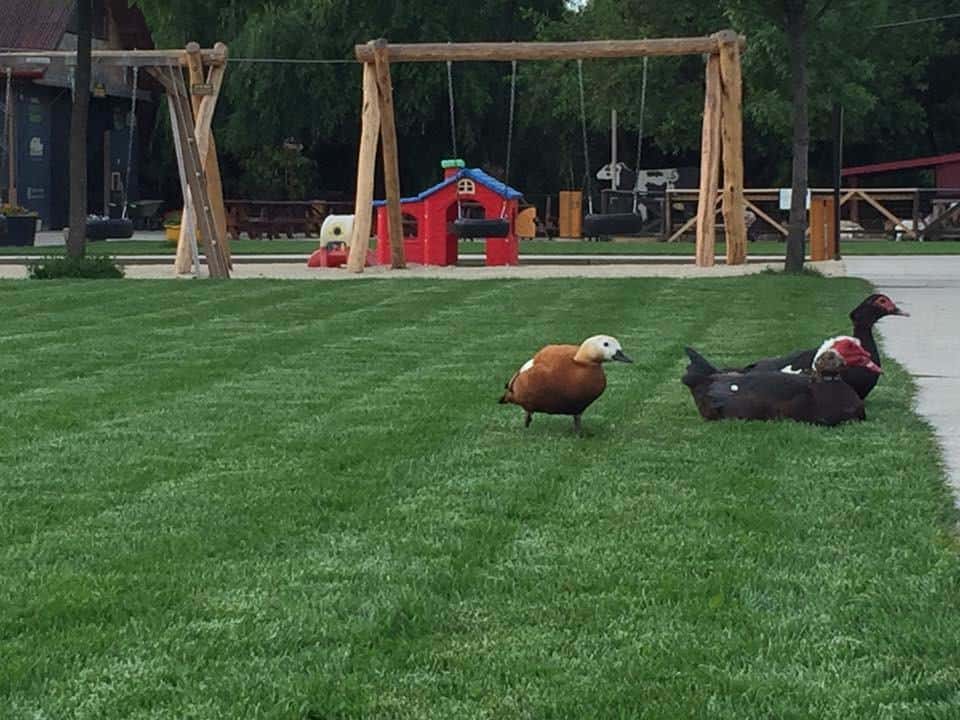 Ferma Animalelor Pantelimon 2 Ferma Animalelor Pantelimon 2