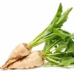 sfecla de zahar sugar beet betterave sucrière barbabietola da zucchero remolacha azucarera Zuckerrüben gokid legume ordonate alfabetic