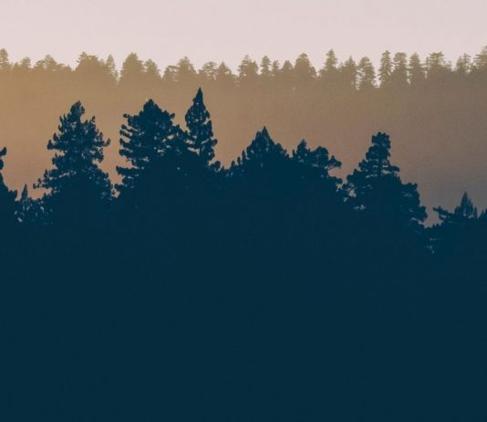 Bird on a Branch & Runner’s Tribe competition T’s and C’s