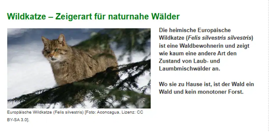 europaeische-wildkatze