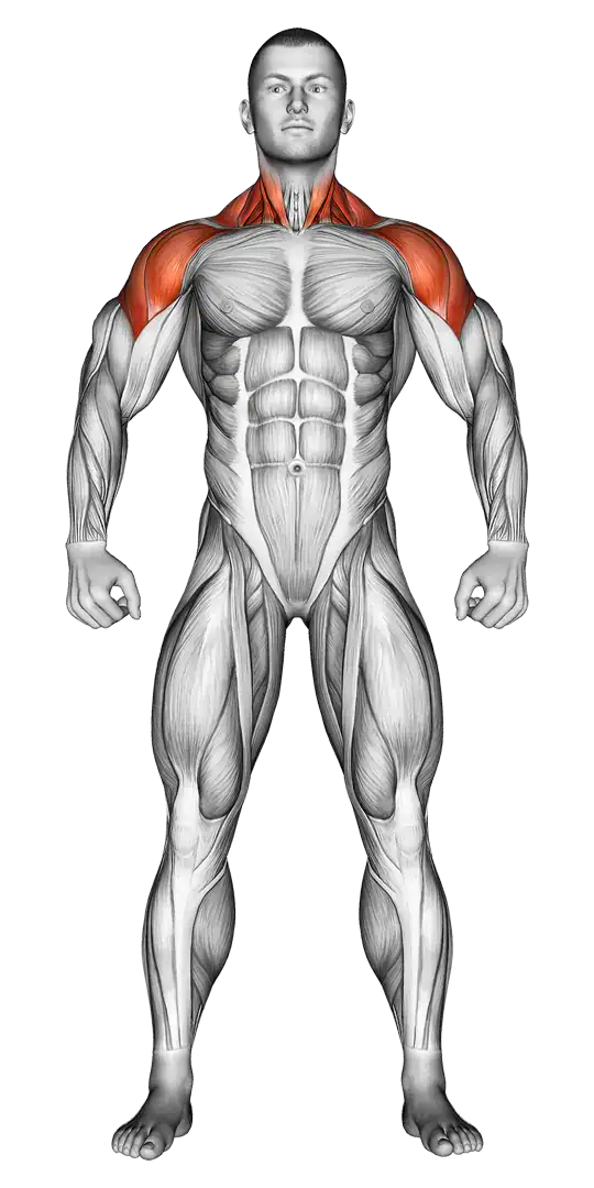 Anatomie Schulter Muskelgruppen passende Übungen