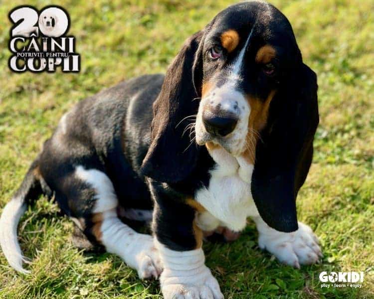 Basset Hound caini pentru familii cu copii