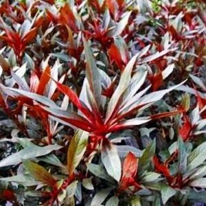 Ludwigia repens - Kriechende Ludwigie