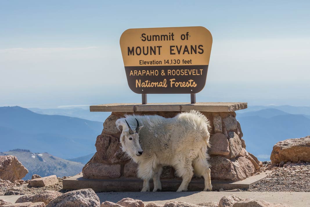 Eine weiße Bergziege vor dem Gipfelschild des Mount Evans in Colorado