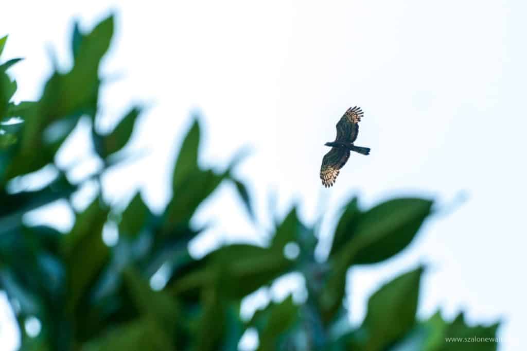 polskie noclegi na sri lance