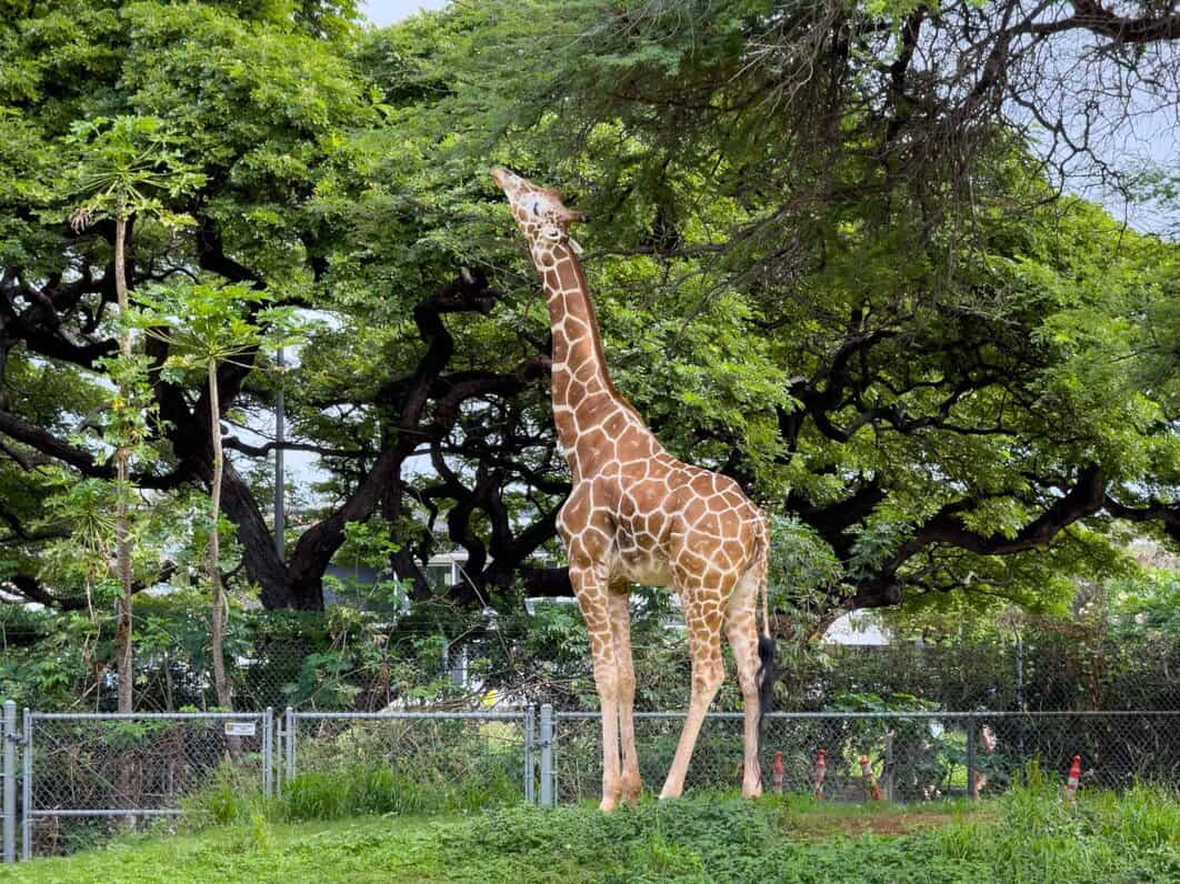 Honolulu Zoo - Go Oahu