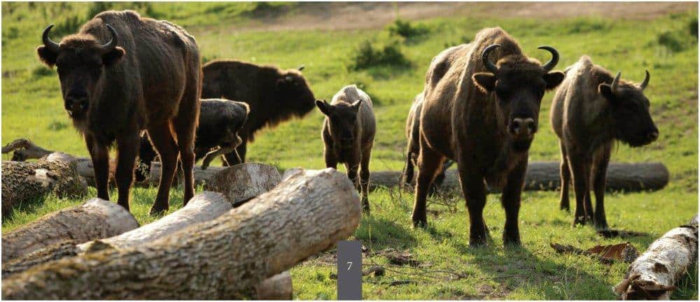 Zimbraria Neagra Bucsani Excursii Cool in Familie la Mai Puţin de 100 km de Bucuresti Zimbraria Neagra Bucsani Excursii Cool in Familie la Mai Puţin de 100 km de Bucuresti