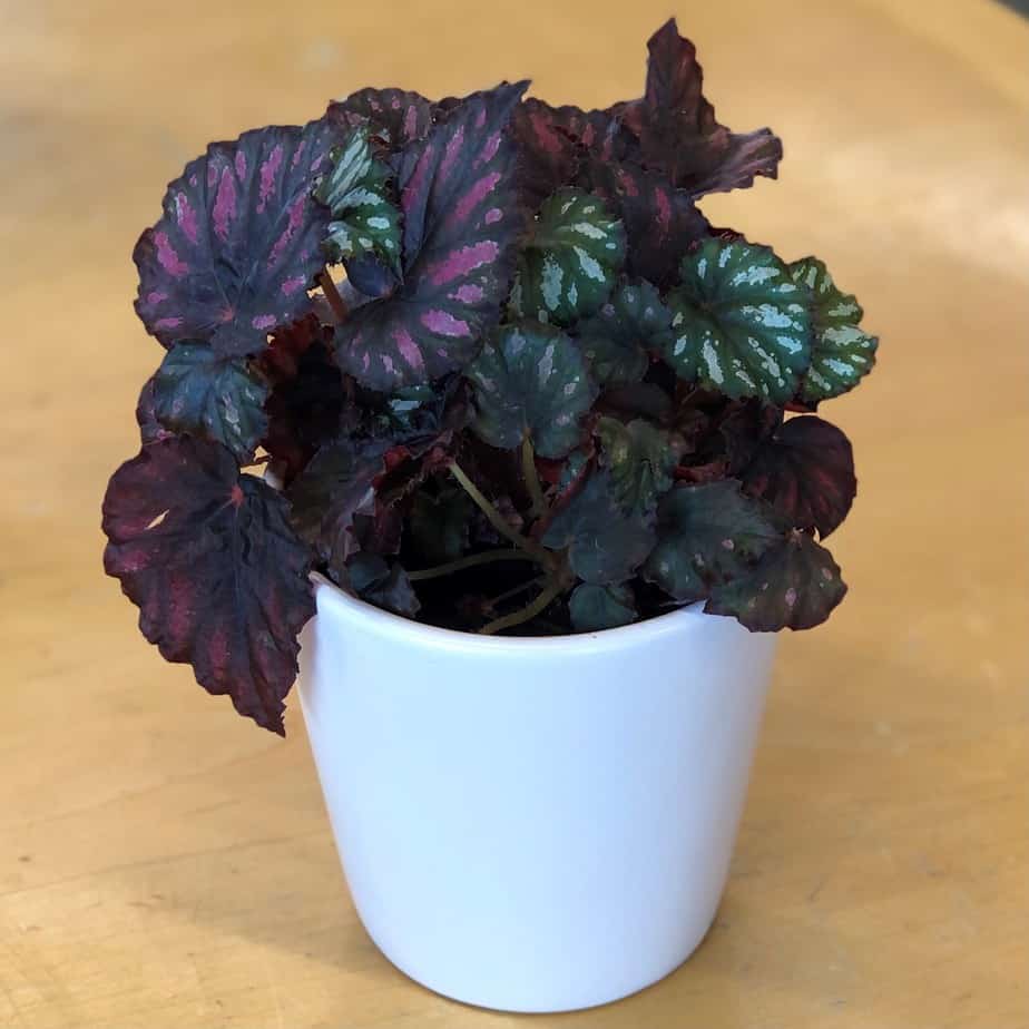 rex begonia
