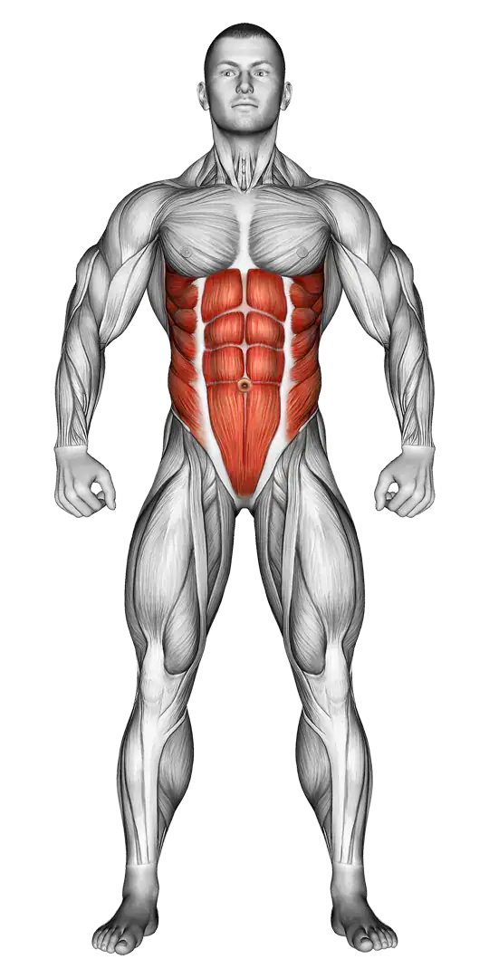 Anatomie Bauch Muskelgruppen passende Übungen