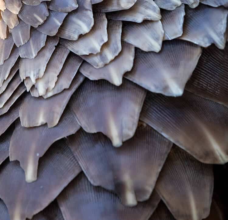 pangolin-scales Close up photograph of a ground pangolin's scales