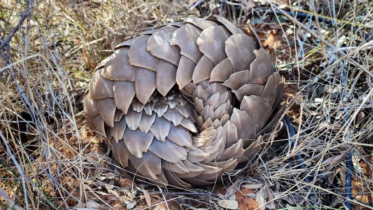 grounnd-pangolin-defensive-ball A ground pangolin rolled into a defensive ball in the kalahari