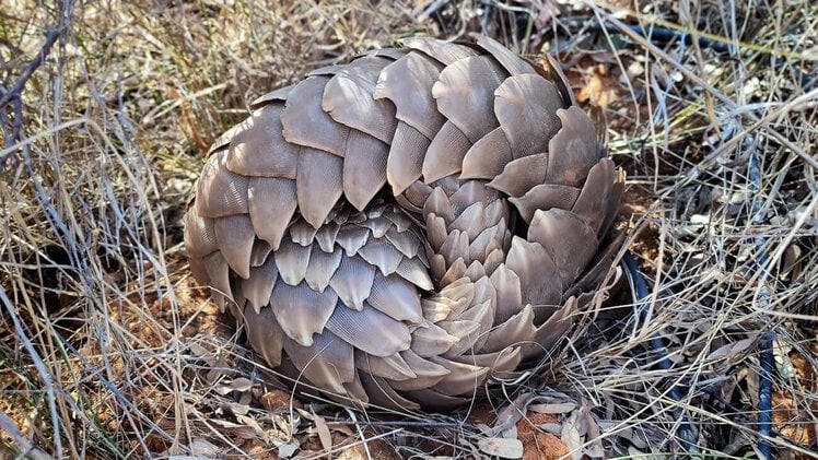 10 Amazing Pangolin Facts | Working with Wildlife