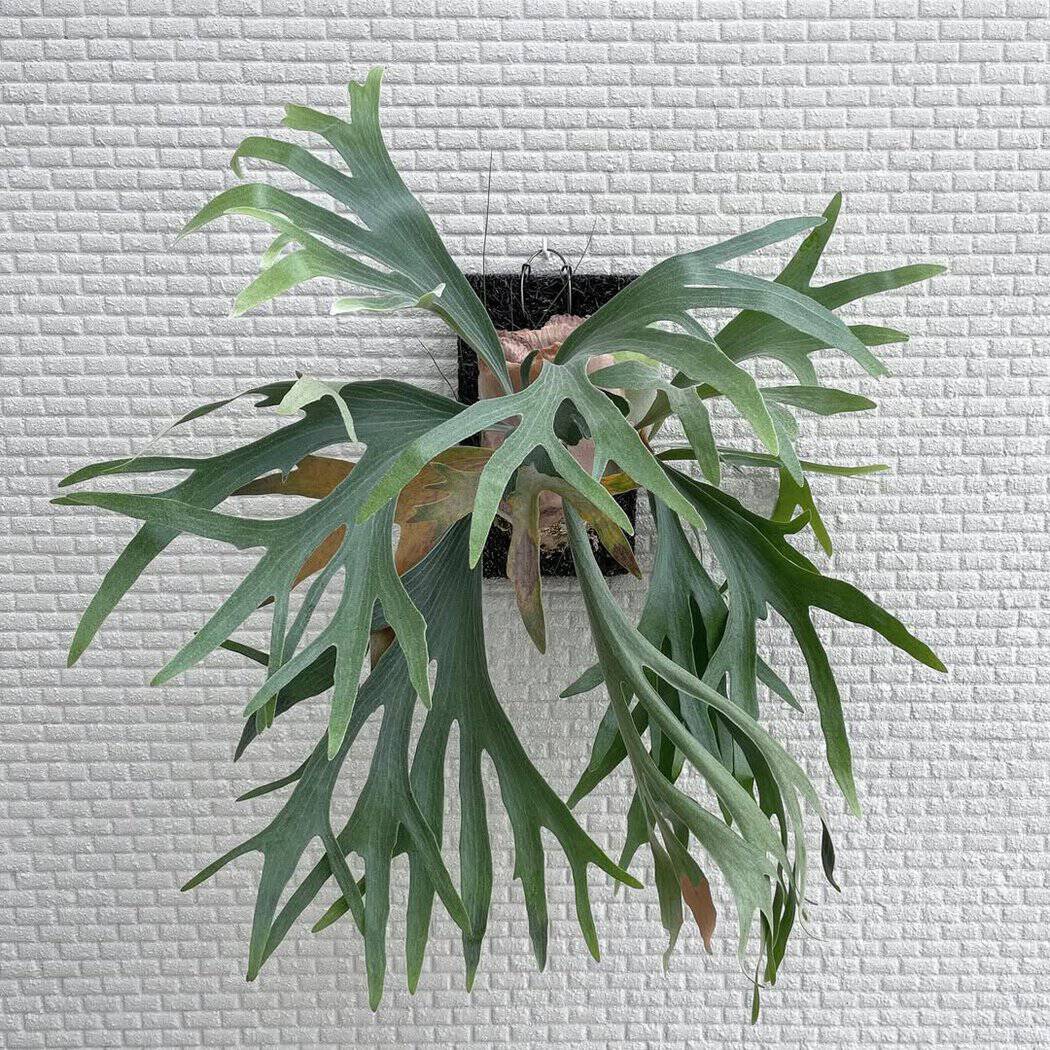 59 Types of Staghorn Ferns and Their Care (Ultimate Guide) | Houseplant ...