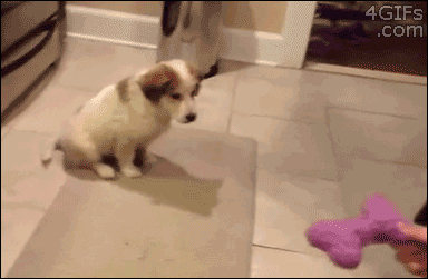 chiot-chute