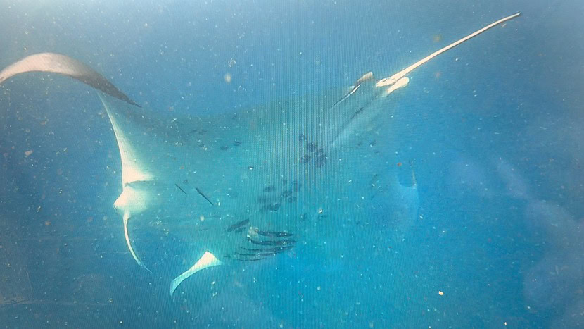 Six Senses Laamu Maldives: A Paradisiacal Escape 16 diving