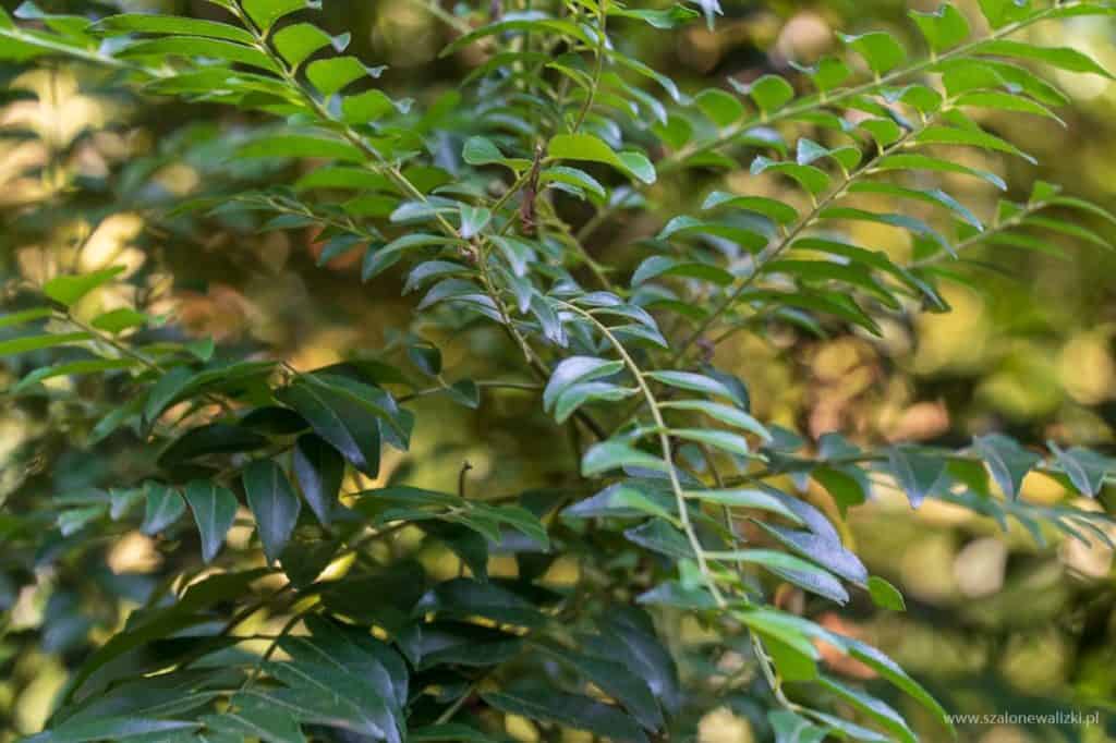 polskie noclegi na sri lance