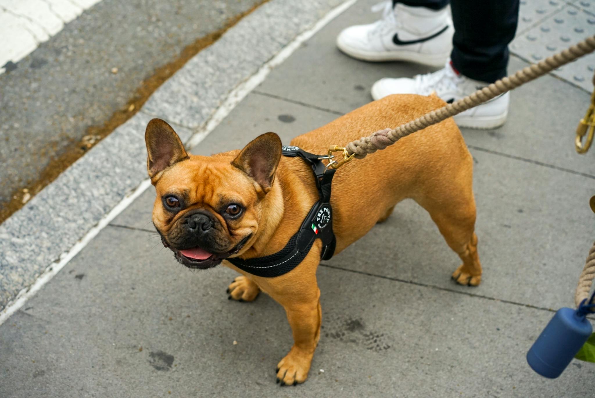 Charming French Bulldog on a leash walking outdoors, captured on a sunny day.