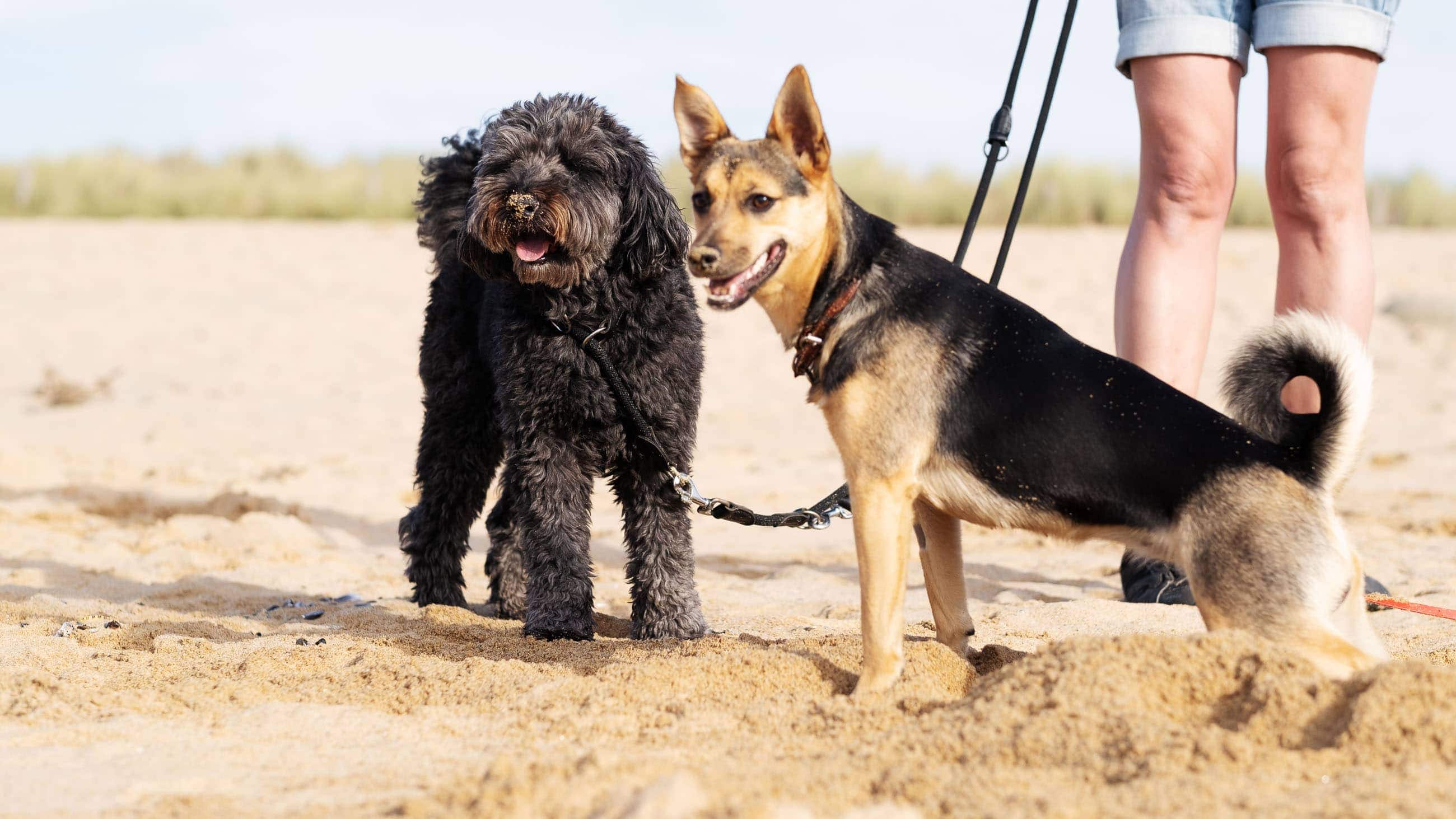 Elli Toffi Annette Bara