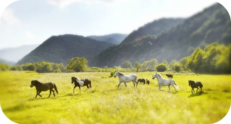 Popasul Craiului Pensiune Kid-Friendly Popasul Craiului Pensiune Kid-Friendly