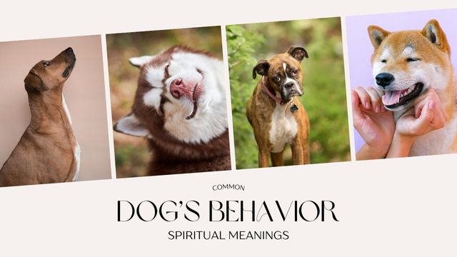 WHAT YOUR DOG’S BEHAVIOR MEANS SPIRITUALLY: BARKING, HOWLING, CRYING & MORE EXPLAINED 5 your dog might be saying more than you think