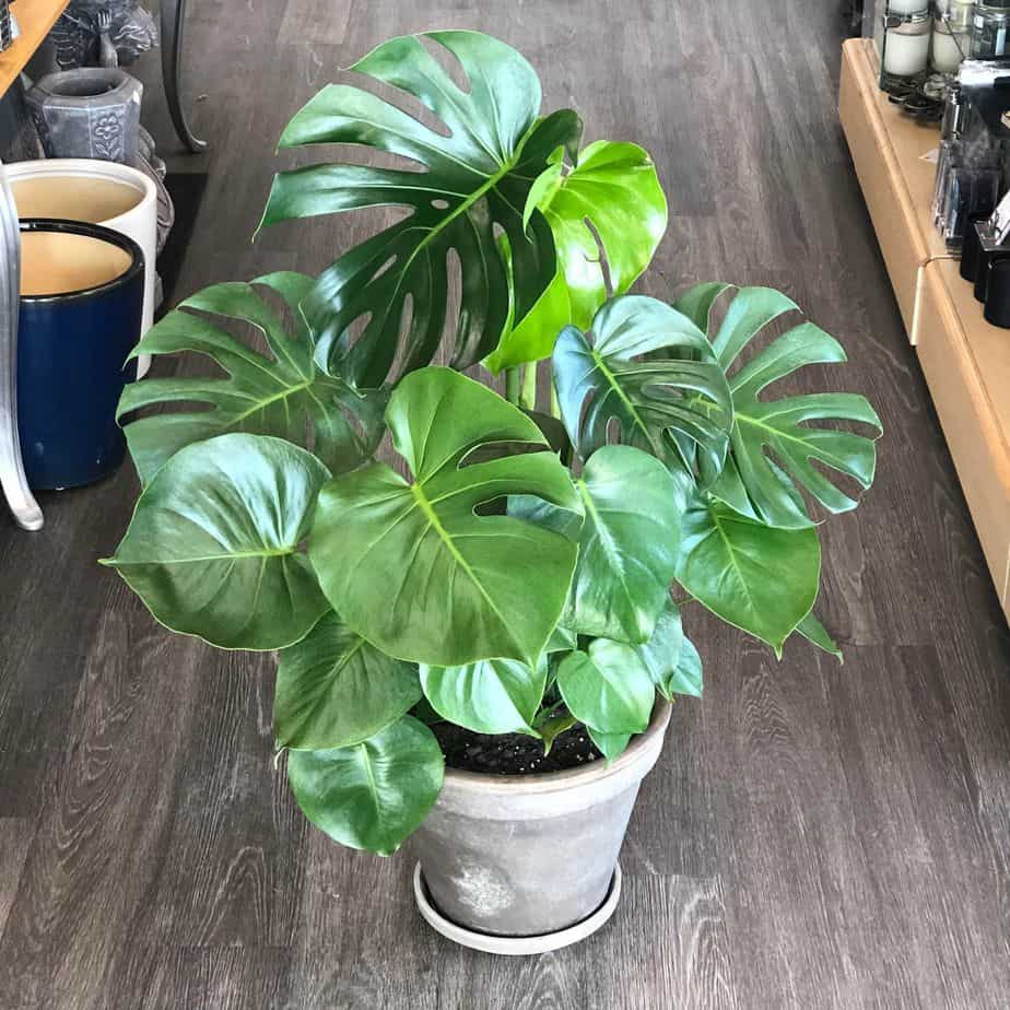 monstera