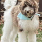 Dog training in Eden Prairie