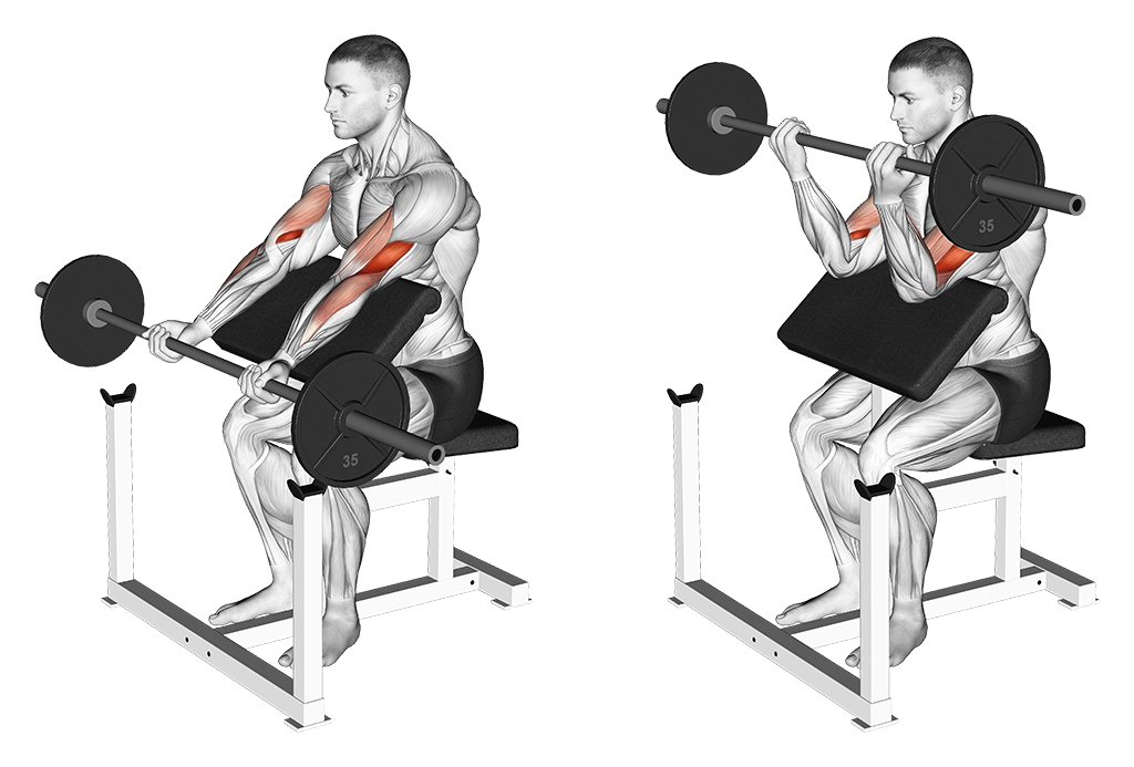 Best Bicep Exercises