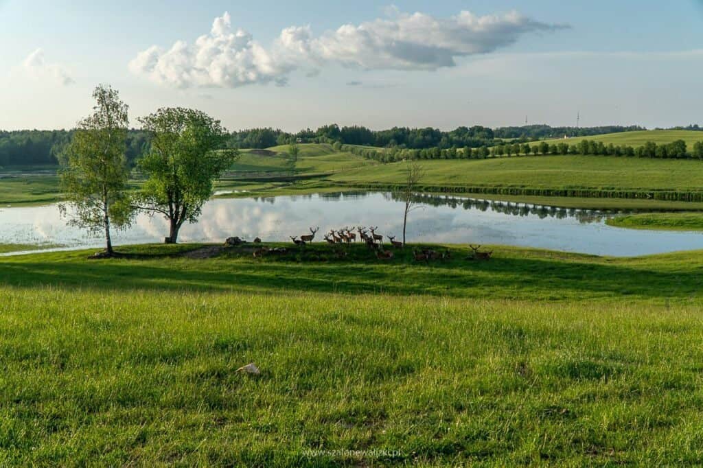 mazurskie safari