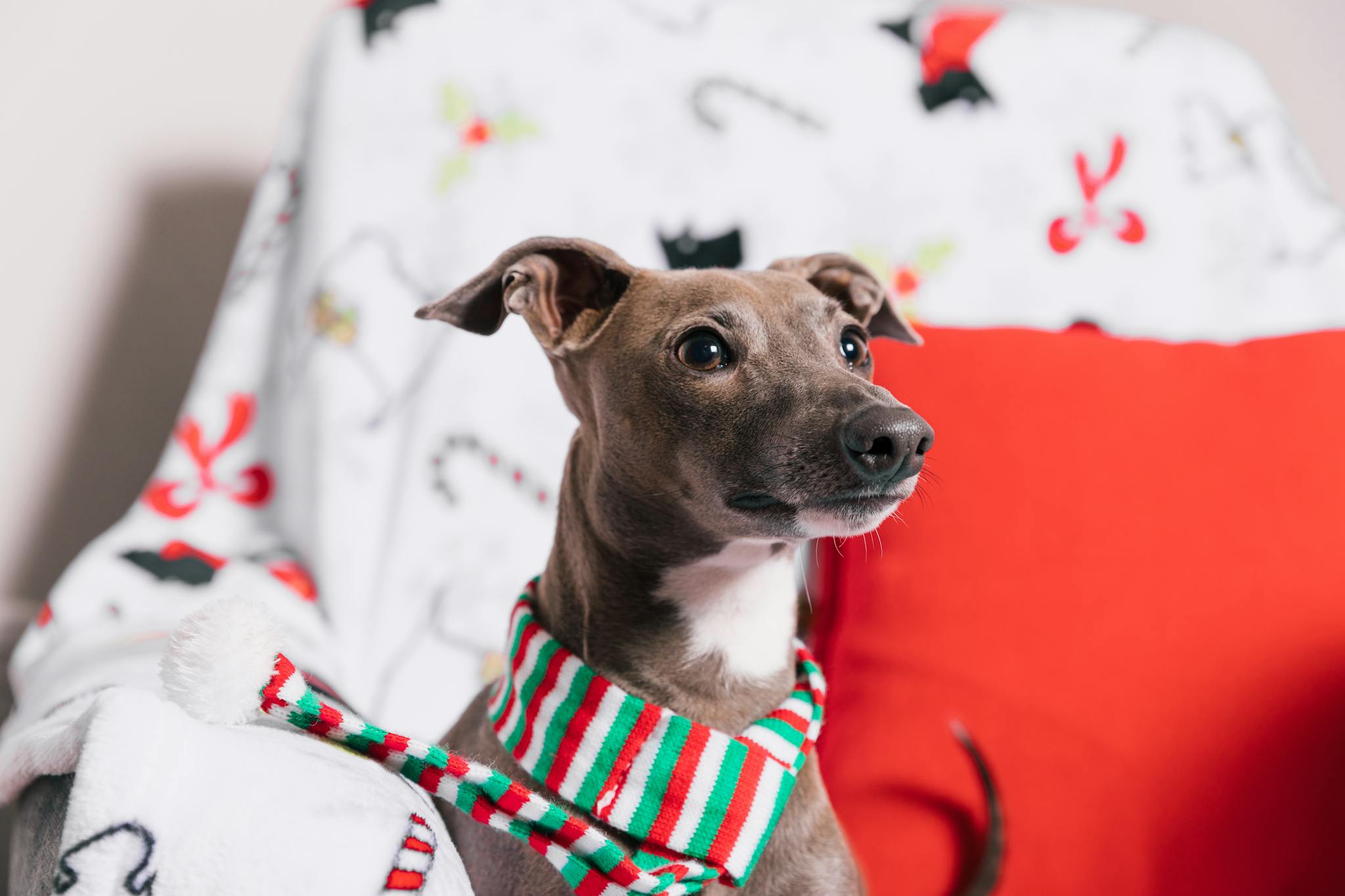 Charming Italian Greyhound with striped scarf on a festive chair, perfect for holiday themes.