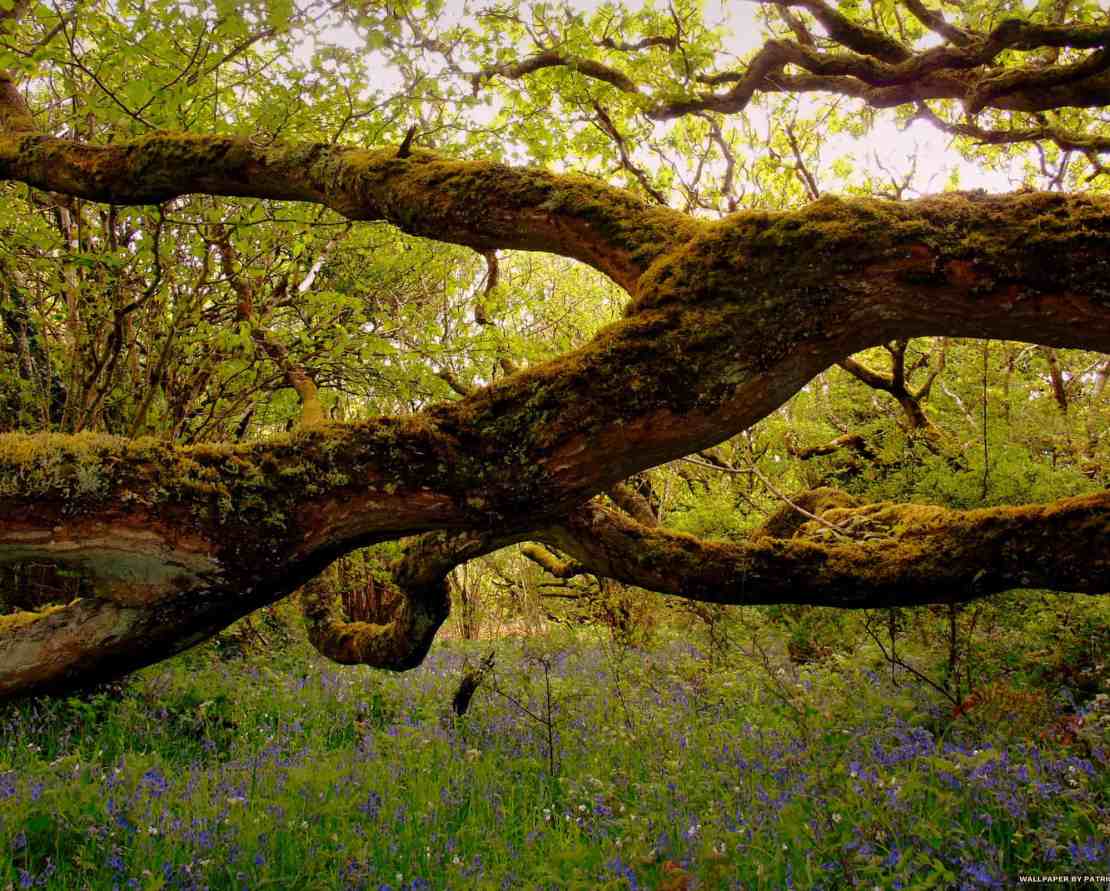 decaying tree