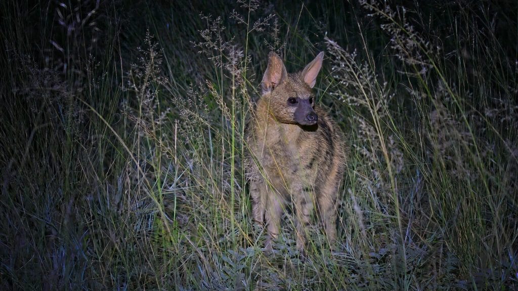 kalahari-aardwolf-nocturnal Aardwolf in the Kalahari Desert at night, facing forward, highlighting its nocturnal adaptations.
