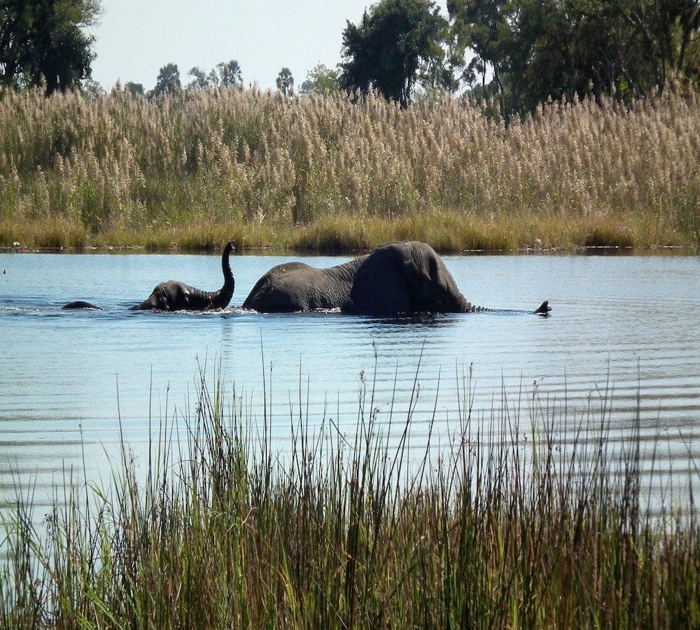 luxury african safari tours okavango delta